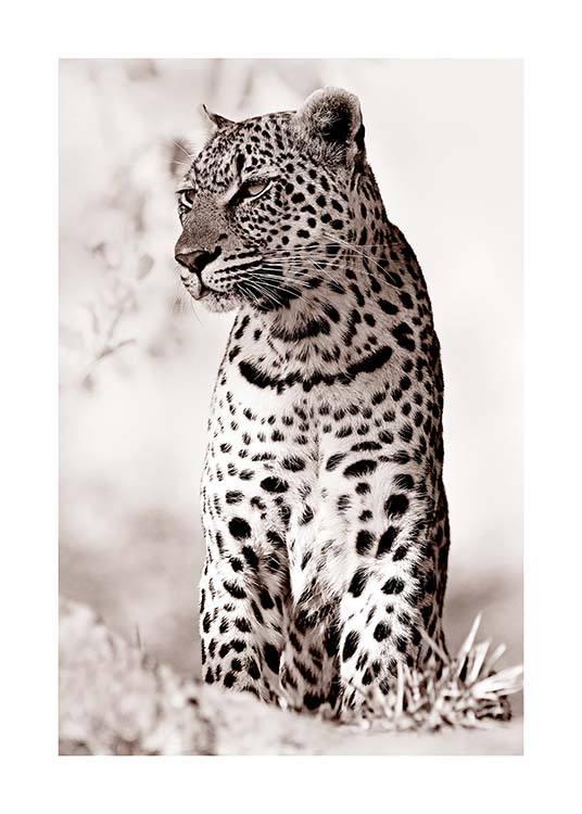 Leopard in the Wild Poster / Fotokunst bij Desenio AB (11622)