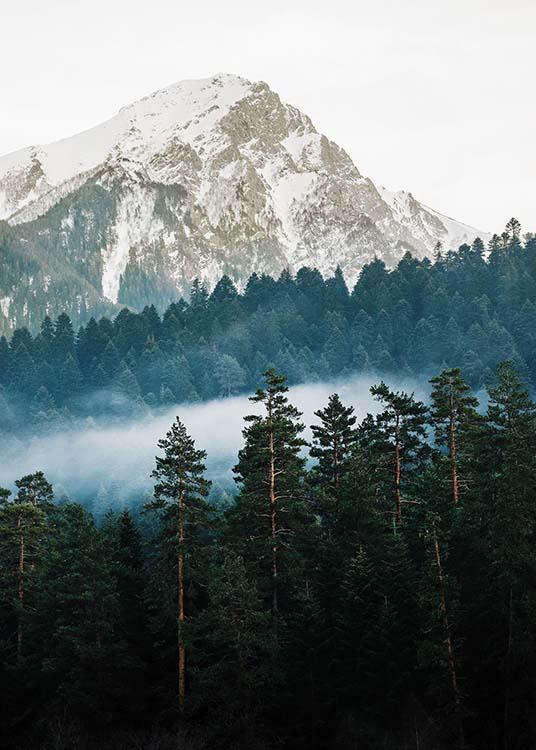 – Foto van het bos voor een berg. 