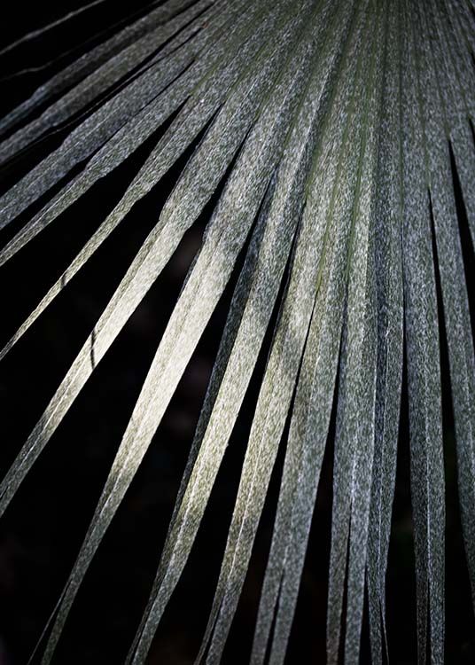 – Foto van een Tarawa-palmblad op een donkere achtergrond. 