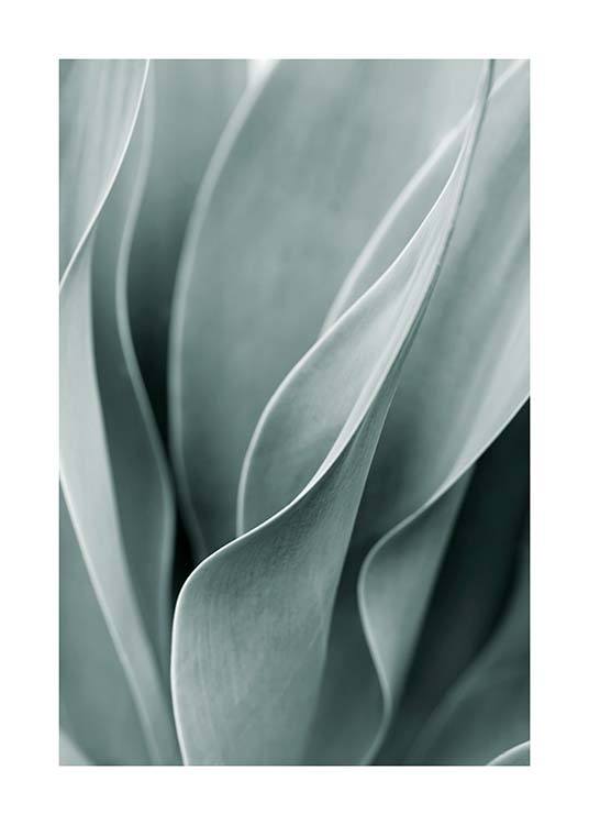  – Foto van de lichtgroene bladeren van een agaveplant