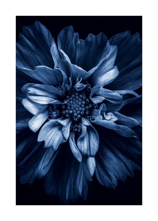 Blue Anemone Poster / Fotokunst bij Desenio AB (11663)