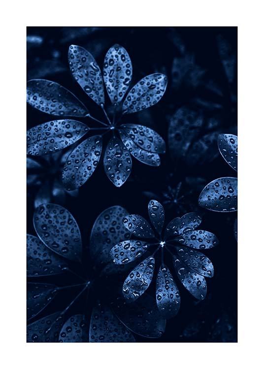 Raindrops on Leaves Poster / Fotokunst bij Desenio AB (11664)