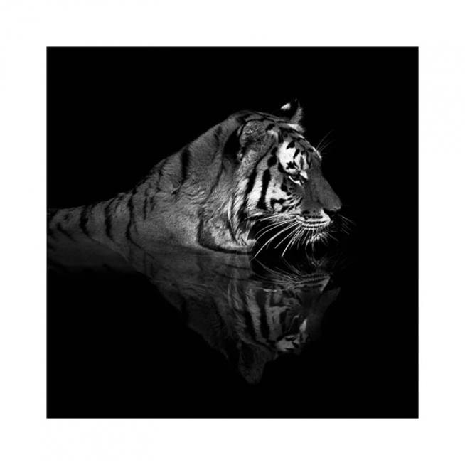 Tiger in Water Poster / Fotokunst bij Desenio AB (11688)