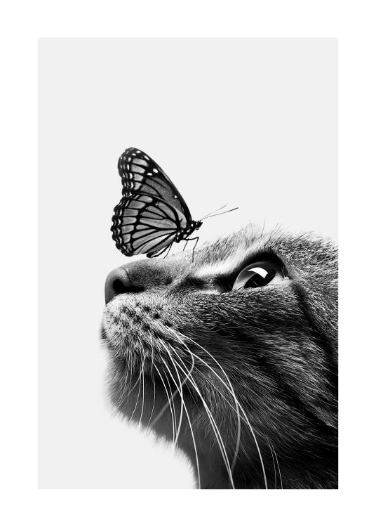 – Zwart-wit poster van een vlinder die op een kat zit. 
