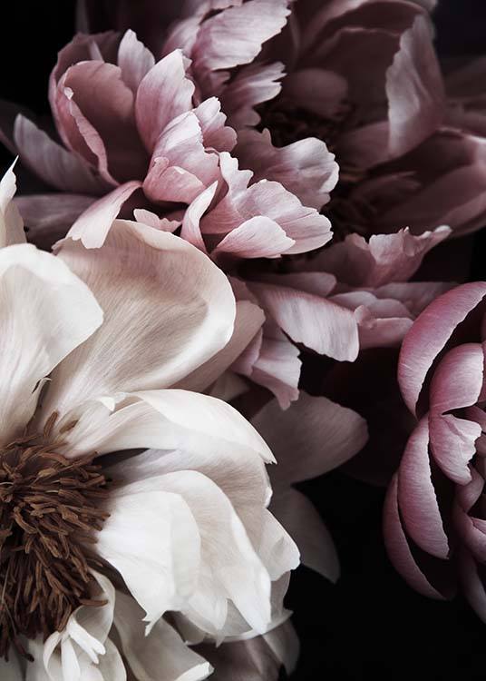 – Foto van pioenrozen in roze en wit. 