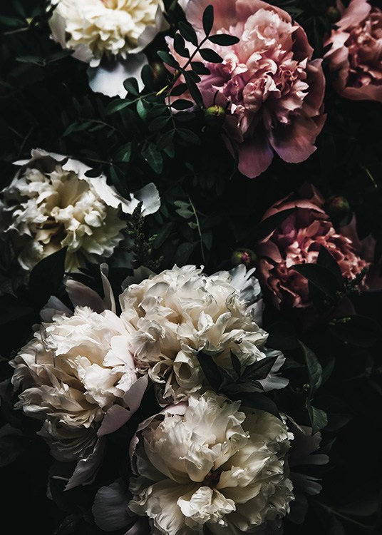 –Foto van roze en witte pioenrozen. 