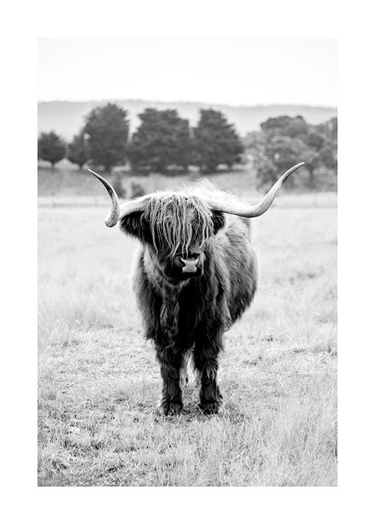 Highland Cattle B&W Poster / Insecten en dieren bij Desenio AB (11854)