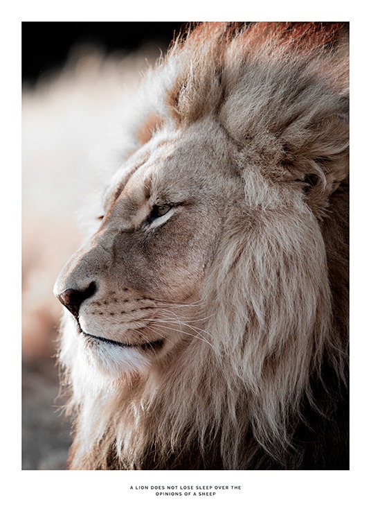 African Lion Poster / Fotokunst bij Desenio AB (11857)