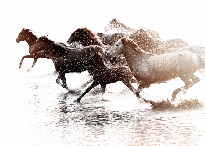 —Poster van paarden die in het water galopperen. 