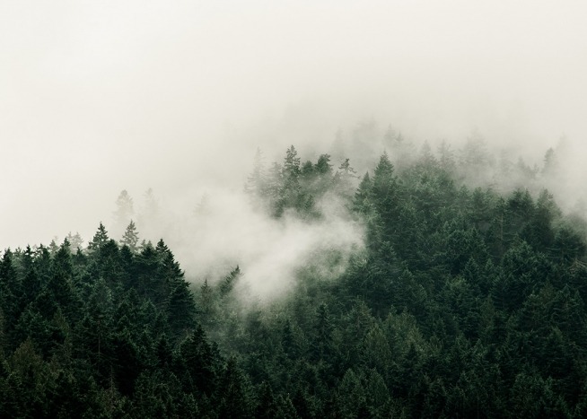 –Poster van een mistig bos van bovenaf gefotografeerd. 