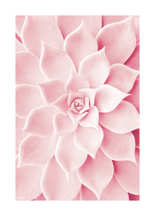 Pink Succulent Poster / Fotokunst bij Desenio AB (12021)