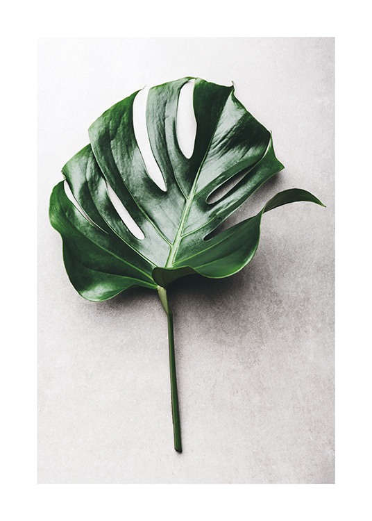 Green Monstera Leaf No1 Poster / Fotokunst bij Desenio AB (12050)