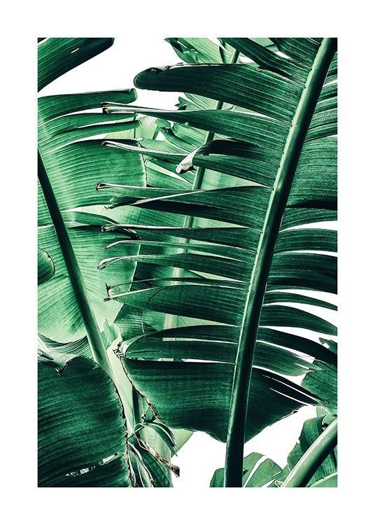 Banana Palm Leaves No1 Poster / Fotokunst bij Desenio AB (12052)