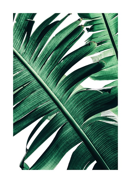 Banana Palm Leaves No2 Poster / Fotokunst bij Desenio AB (12053)