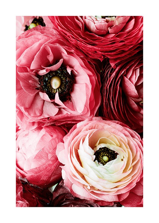 Bouquet of Pink Ranunculus Poster / Fotokunst bij Desenio AB (12108)