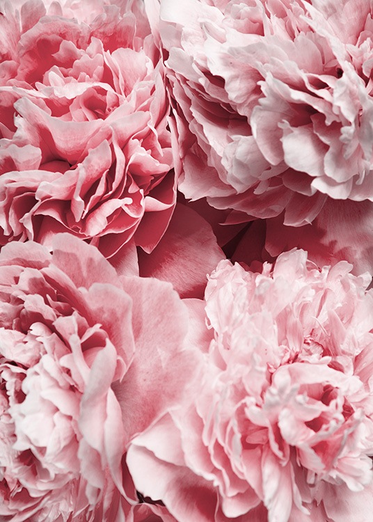 –Poster van roze pioenrozen in close-up.