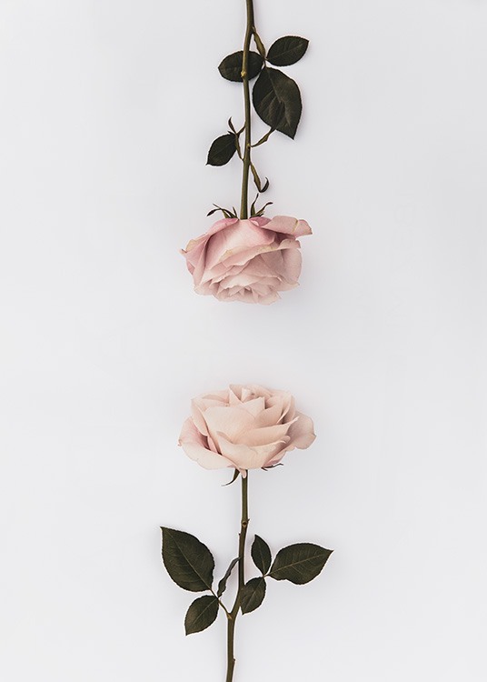 Two Roses Poster / Botanisch bij Desenio AB (12164)