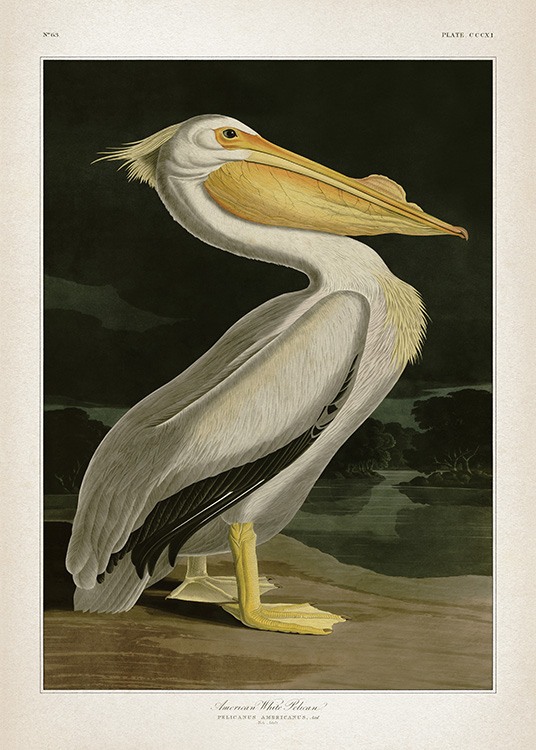 American White Pelican Poster / Vintage bij Desenio AB (12171)