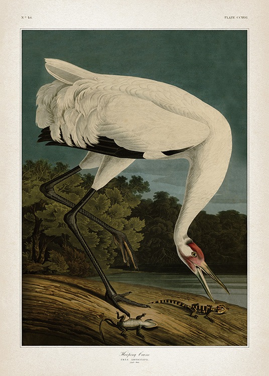 – Illustratie van een kraanvogel met een beige lijst. 