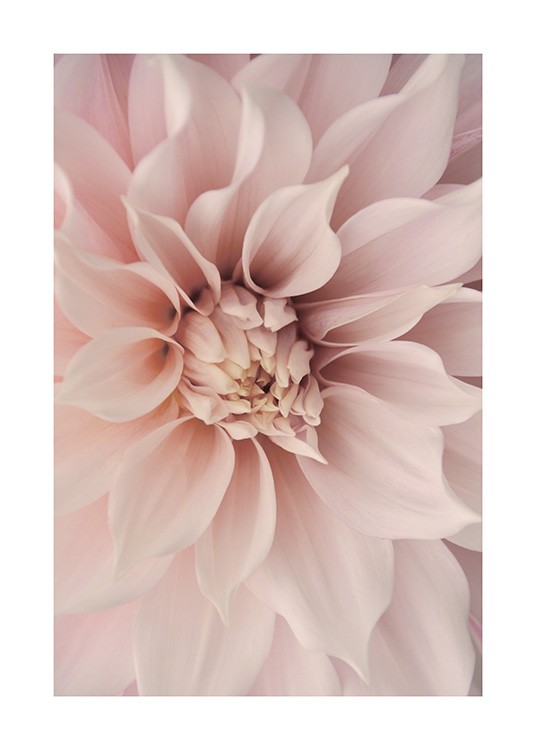 Pink Dahlia Poster / Botanisch bij Desenio AB (12261)