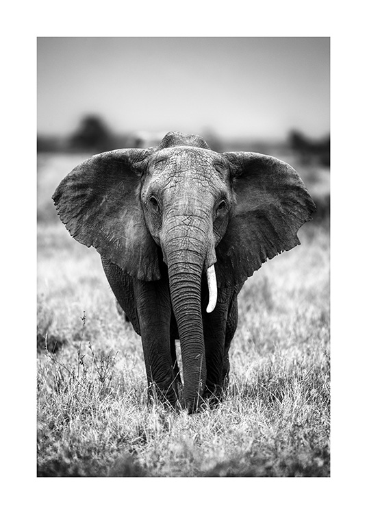 Elephant on the Savanna Poster / Zwart wit bij Desenio AB (12301)