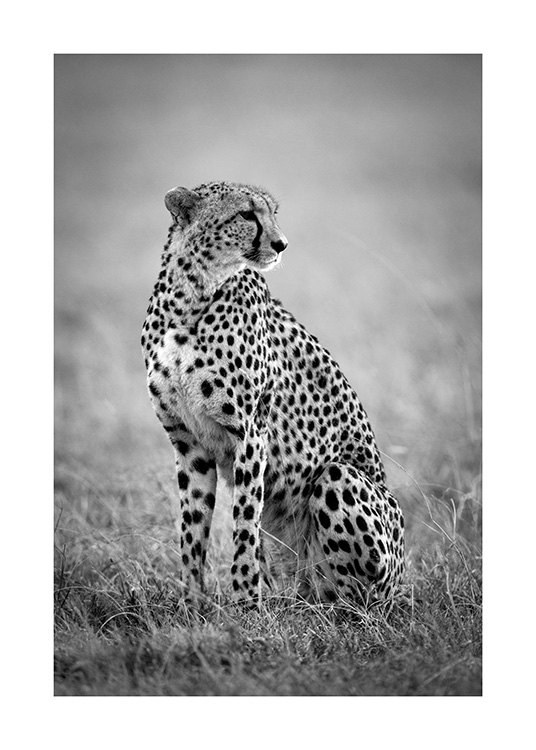 Cheetah B&W Poster / Insecten en dieren bij Desenio AB (12302)