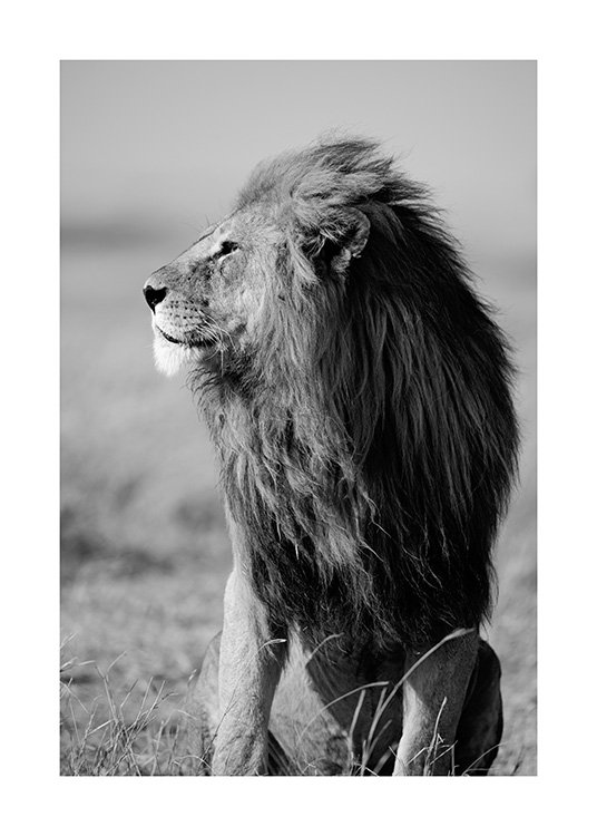 Lion in the Wild Poster / Zwart wit bij Desenio AB (12304)