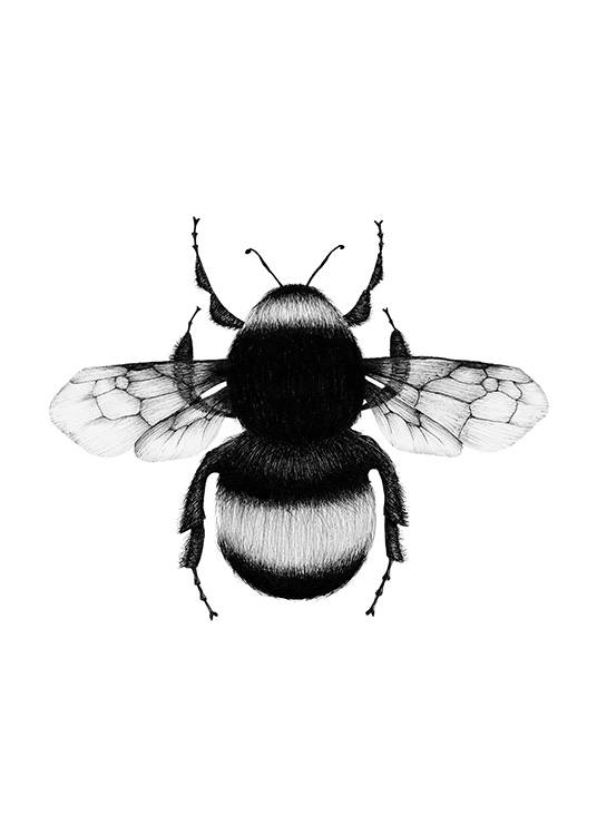 Bumblebee Drawing Poster / Zwart wit bij Desenio AB (12309)