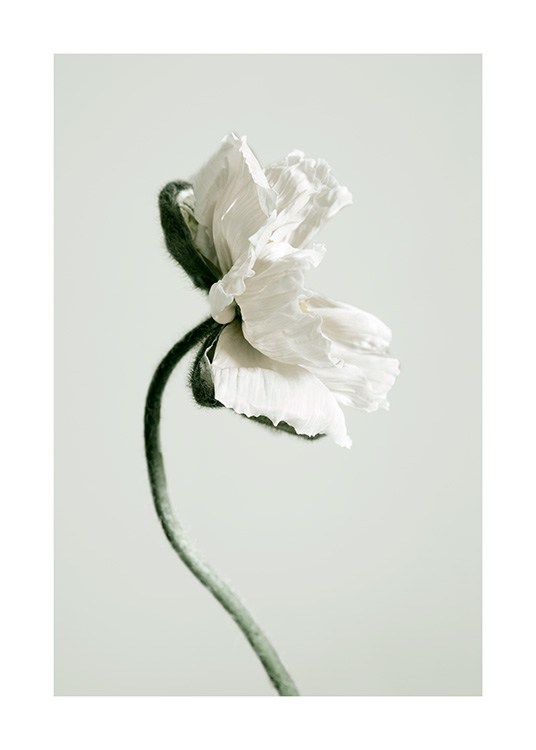 White Poppy Flower Poster / Fotokunst bij Desenio AB (12318)