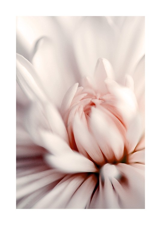 Pink Dahlia Close up Poster / Botanisch bij Desenio AB (12330)