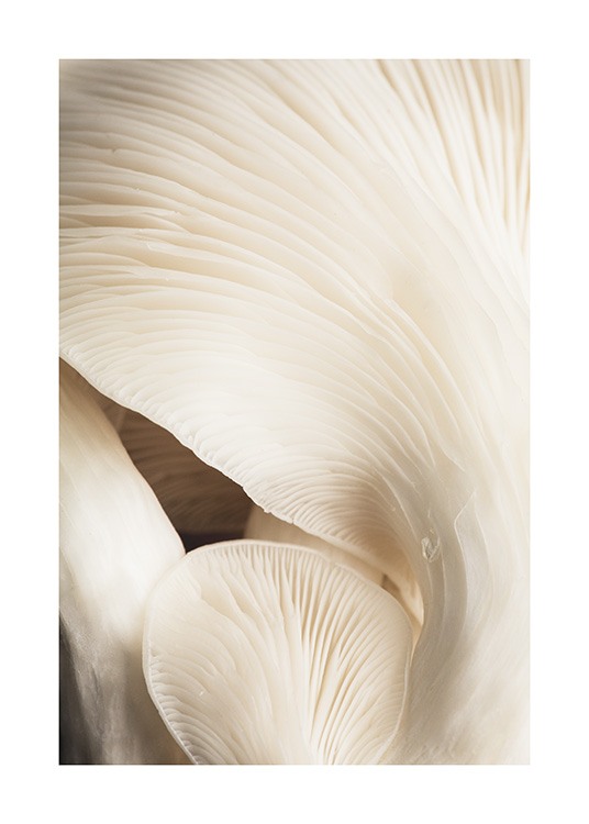 Beige Mushrooms Poster / Fotokunst bij Desenio AB (12397)