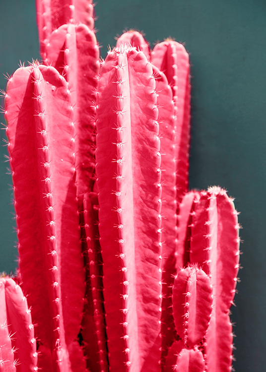 Hot Pink Cactus Poster / Fotokunst bij Desenio AB (12418)