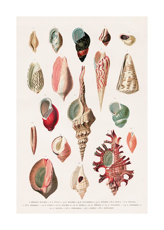 Vintage Seashells No1 Poster / Vintage bij Desenio AB (12435)