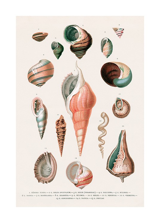 Vintage Seashells No2 Poster / Vintage bij Desenio AB (12436)
