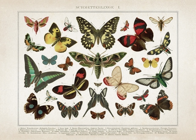 Vintage Butterflies No1 Poster / Vintage bij Desenio AB (12553)