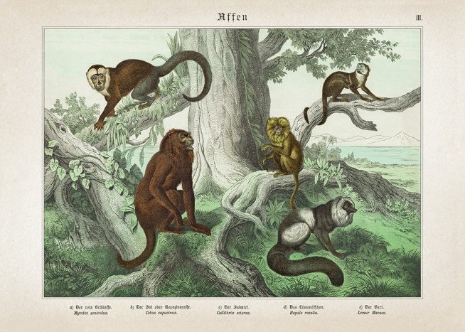 Vintage Monkeys No1 Poster / Vintage bij Desenio AB (12555)