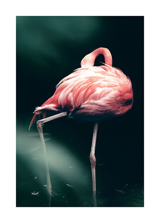 Wild Flamingo Poster / Fotokunst bij Desenio AB (12566)