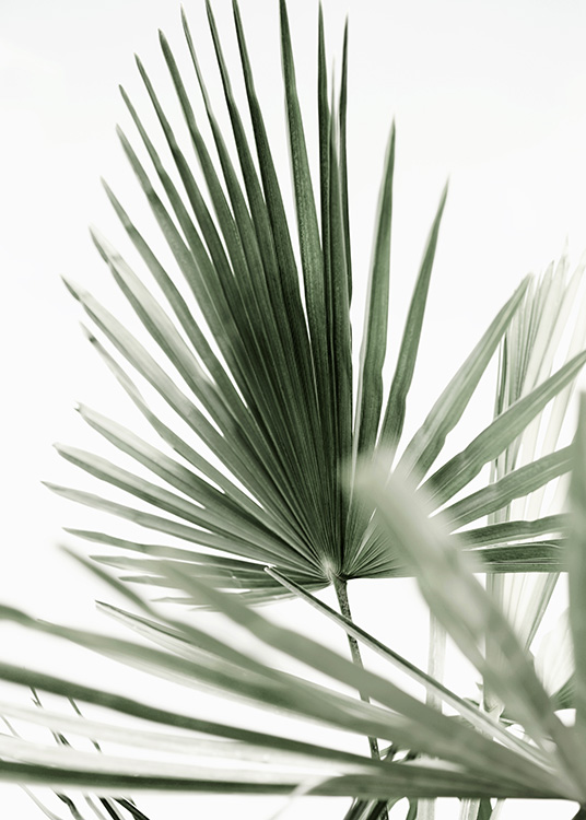 Tropic Palm Poster / Fotokunst bij Desenio AB (12568)