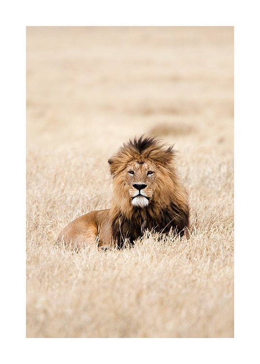 Lion King Poster / Fotokunst bij Desenio AB (12573)