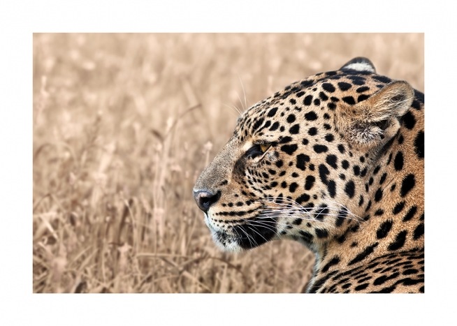 Persian Leopard Poster / Fotokunst bij Desenio AB (12575)