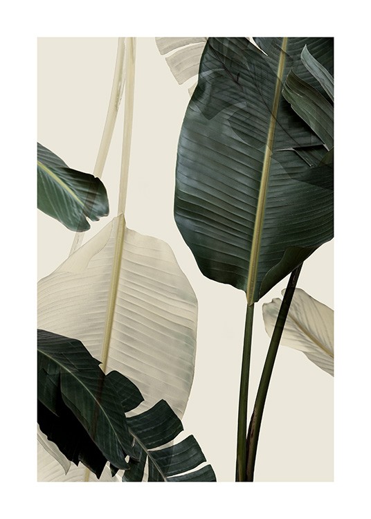 Banana Leaf Shades No1 Poster / Fotokunst bij Desenio AB (12585)