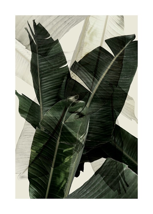 Banana Leaf Shades No2 Poster / Fotokunst bij Desenio AB (12586)