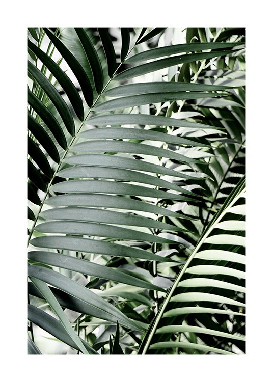 Green Palms Poster / Fotokunst bij Desenio AB (12644)