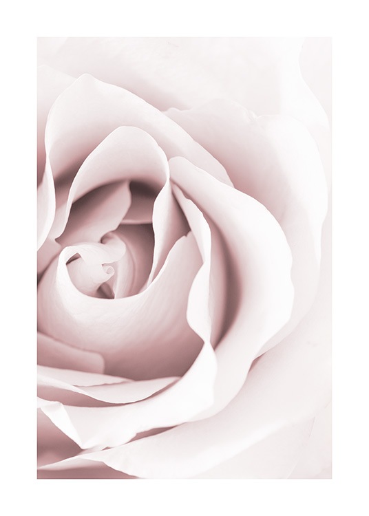 Dreamy Rose Poster / Fotokunst bij Desenio AB (12653)