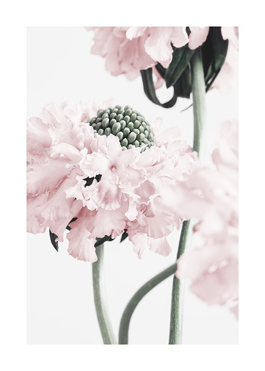 Vibrant Flower Poster / Fotokunst bij Desenio AB (12658)