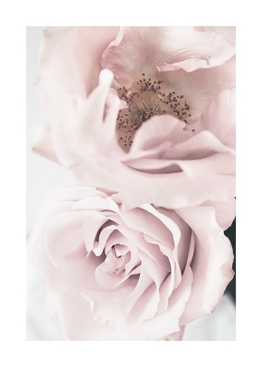 Elegant Roses Poster / Fotokunst bij Desenio AB (12660)