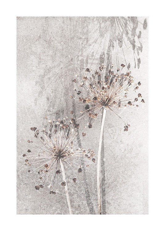 Dried Allium Flowers No1 Poster / Fotokunst bij Desenio AB (12661)