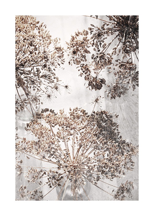 Dried Giant Hogweed No2 Poster / Fotokunst bij Desenio AB (12664)