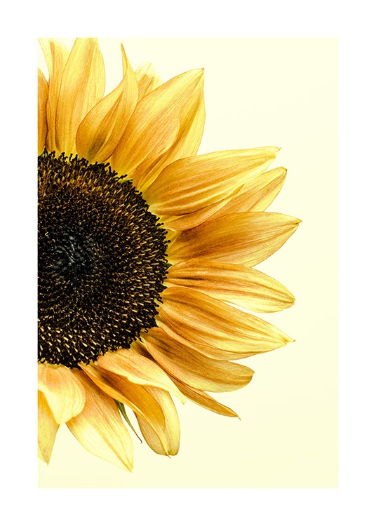Sunflower Poster / Fotokunst bij Desenio AB (12864)