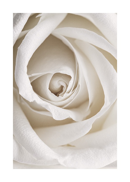Close-up botanische foto van een romantische witte roos 